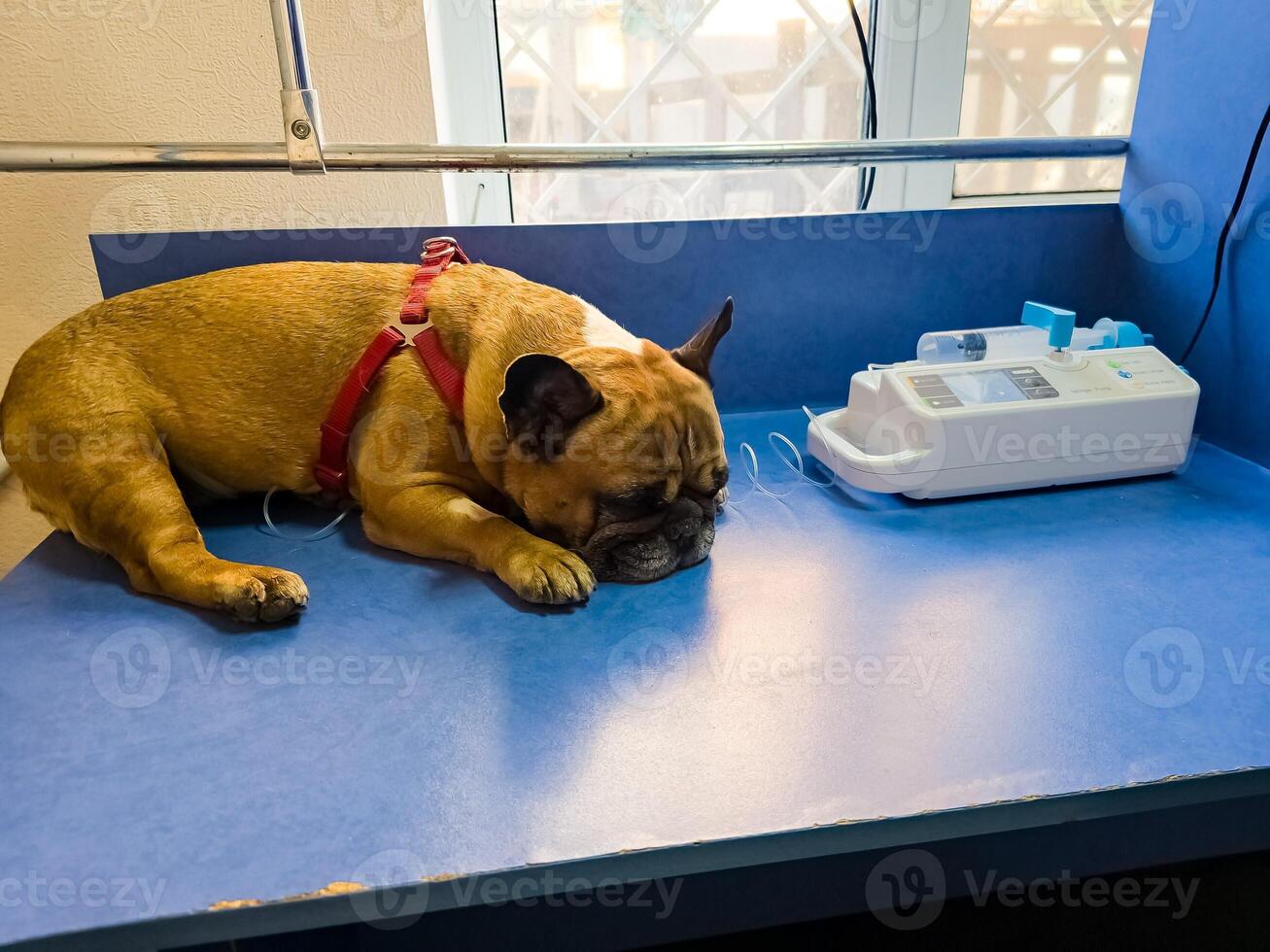 A dog with catheter in its paw lies on an operating table in a veterinary clinic. The French bulldog is undergoing treatment. photo
