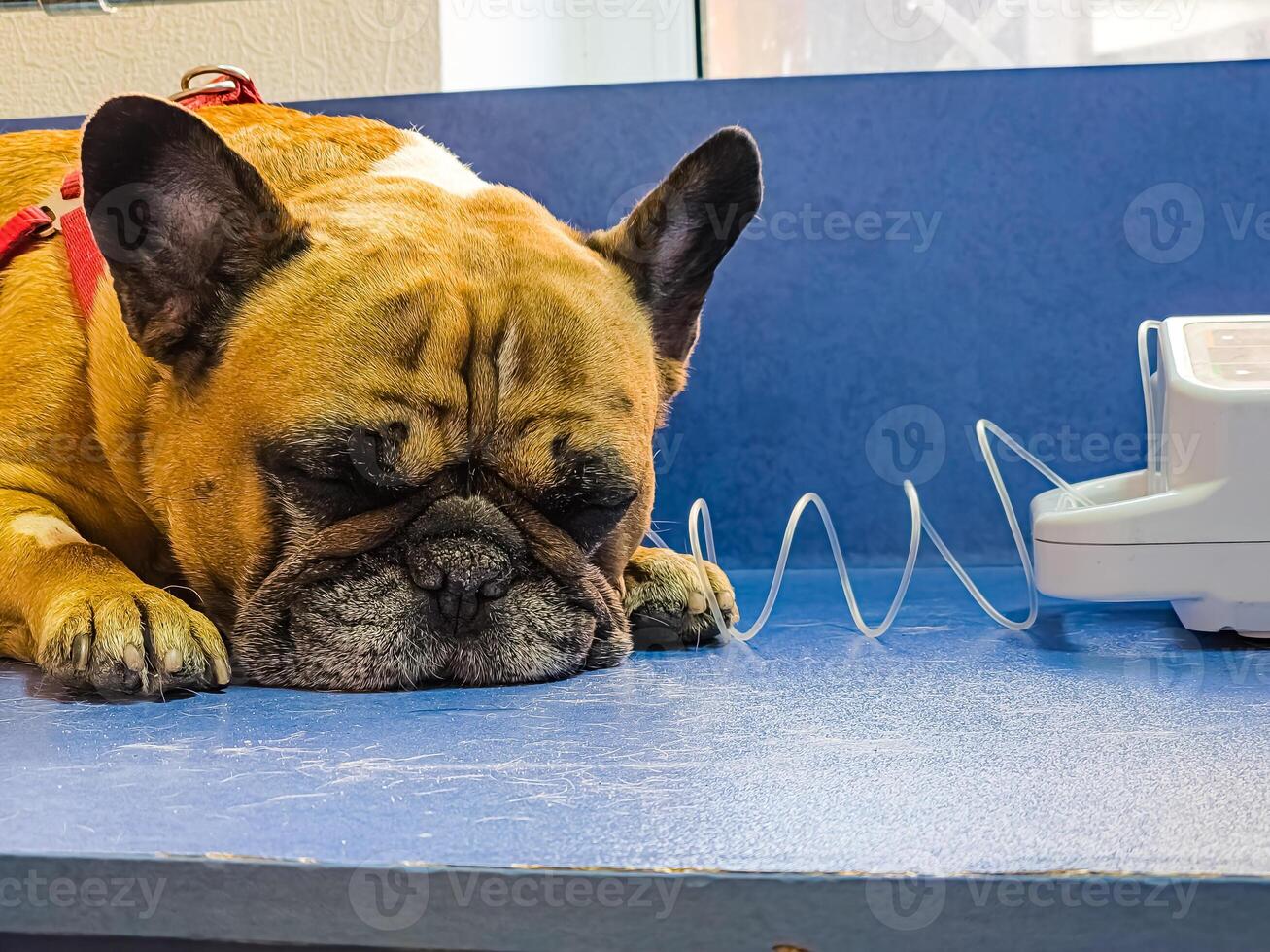 A dog with a catheter in its paw lies on an operating table in a veterinary clinic. Close-up. A French bulldog undergoes treatment. photo