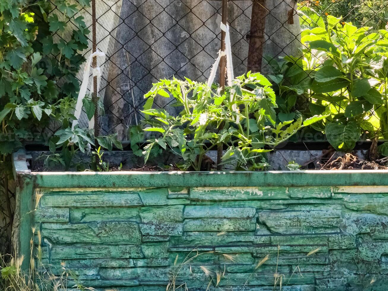 Fresh green tomato twigs growing in greenhouse. Production of natural ecological vegetables photo