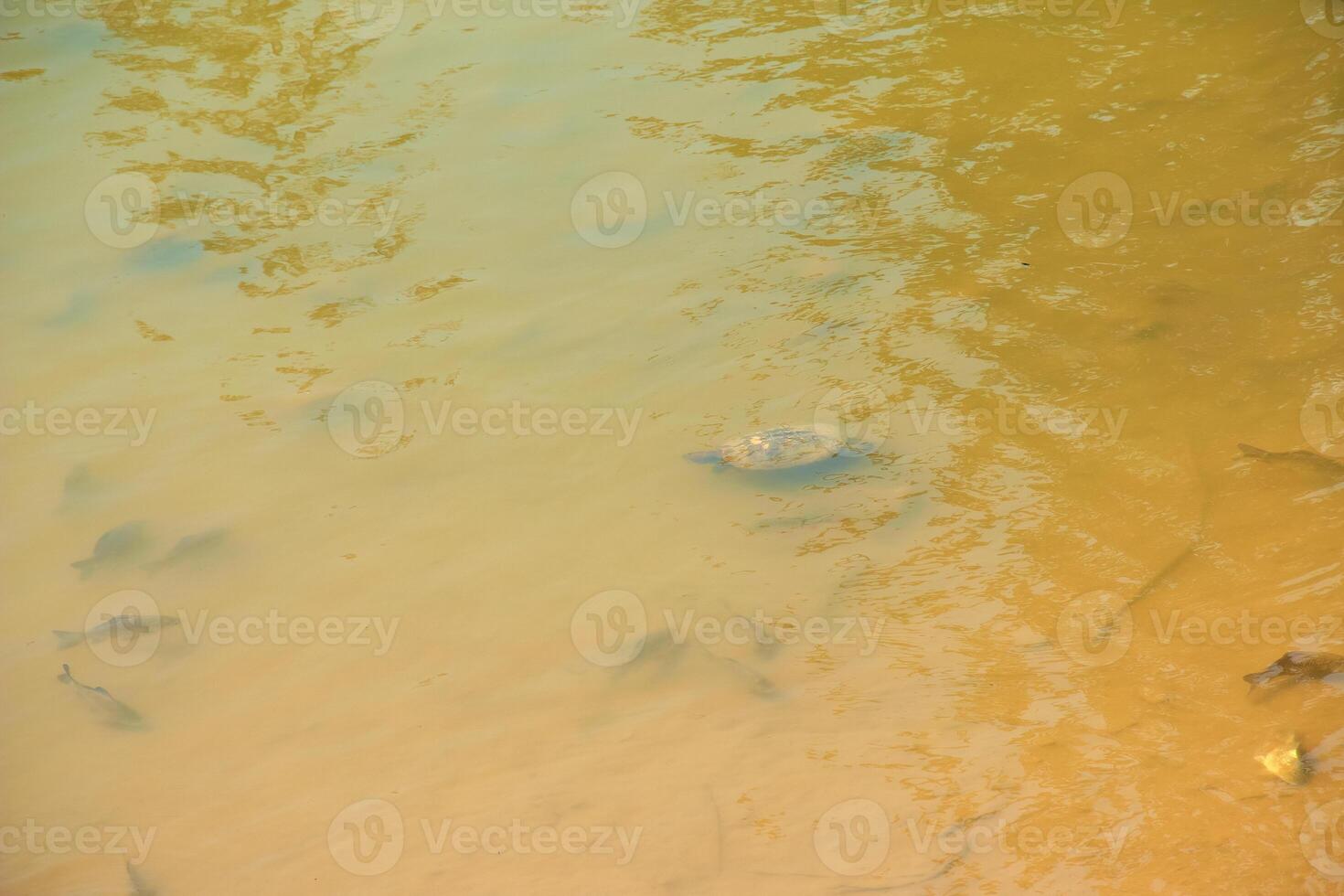 River turtle in the habitat. Turtle in water. photo