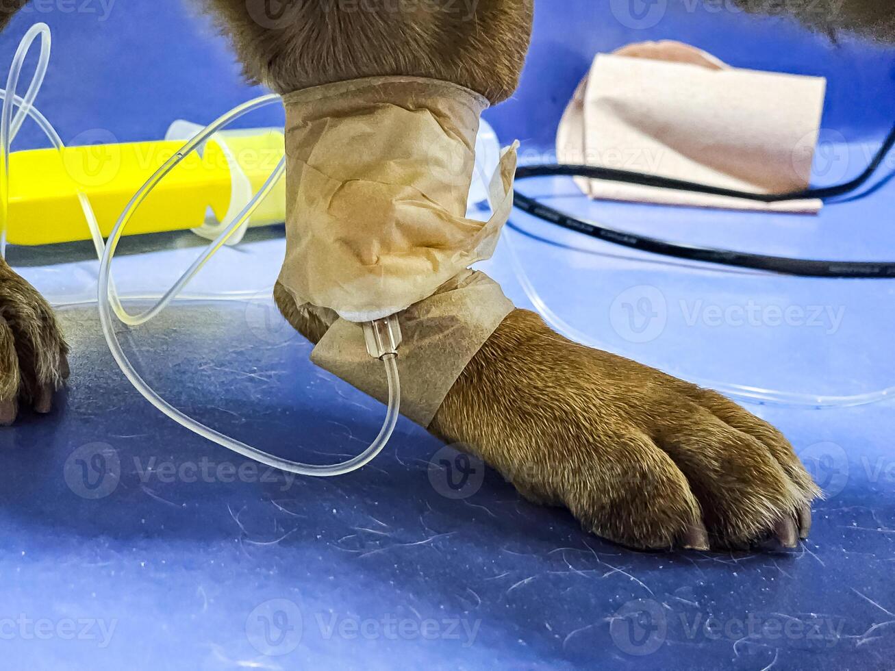 Close-up of a dog's paw with a catheter. A dog with catheter in its paw stands on an operating table in a veterinary clinic. A French bulldog undergoes treatment. photo