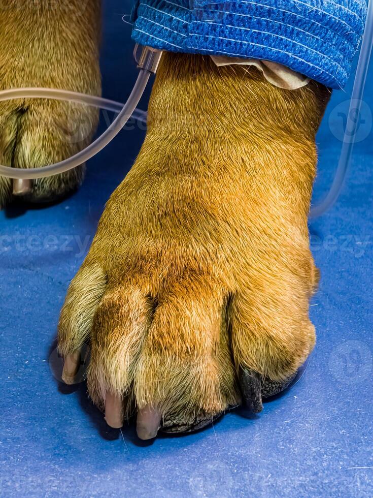 Close-up of a dog's paw with a catheter. Dog with a catheter in its paw stands on an operating table in a veterinary clinic. French bulldog undergoes treatment. photo