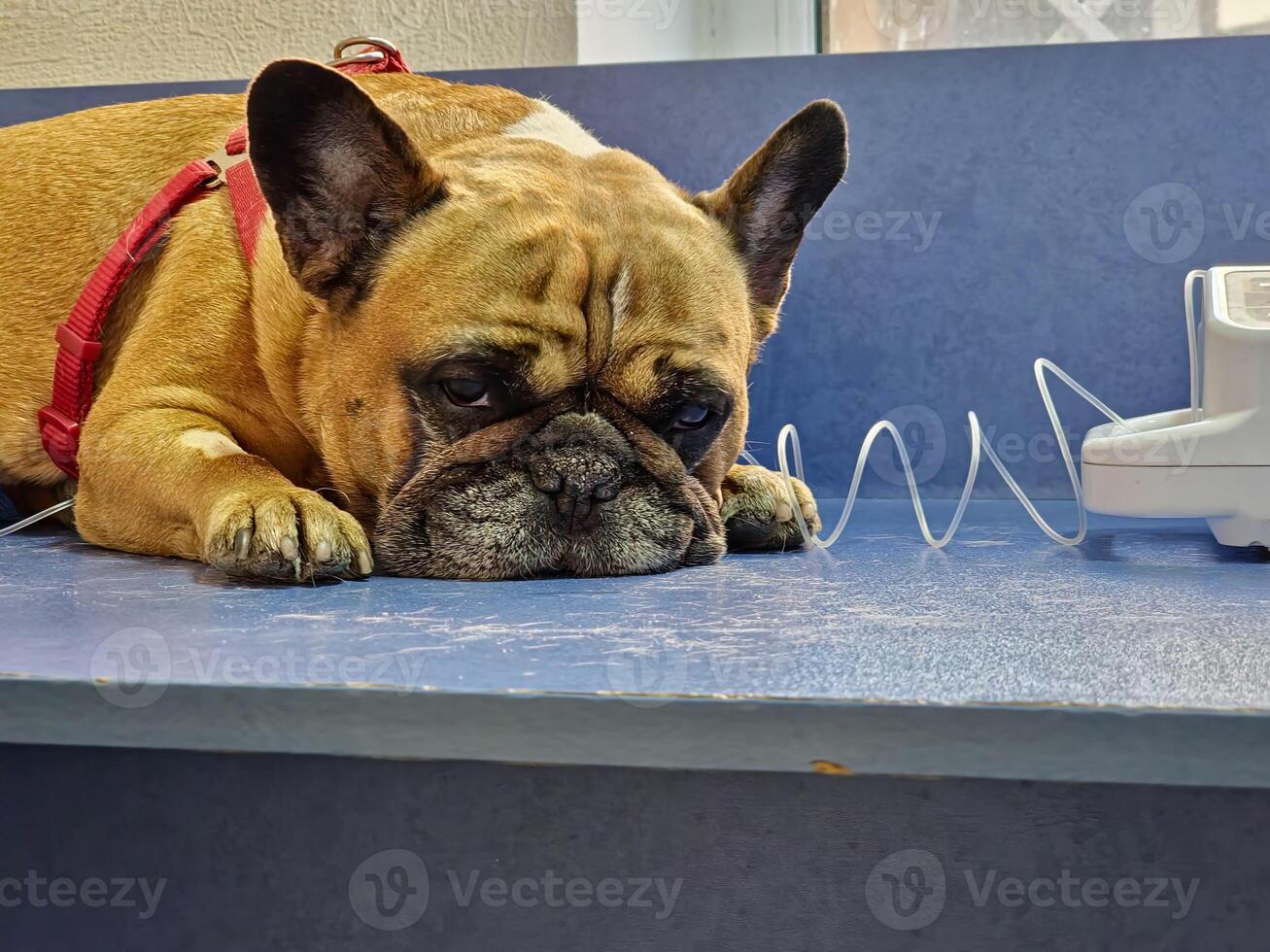 Dog with a catheter in its paw lies on an operating table in a veterinary clinic. Close-up. A French bulldog undergoes treatment. photo