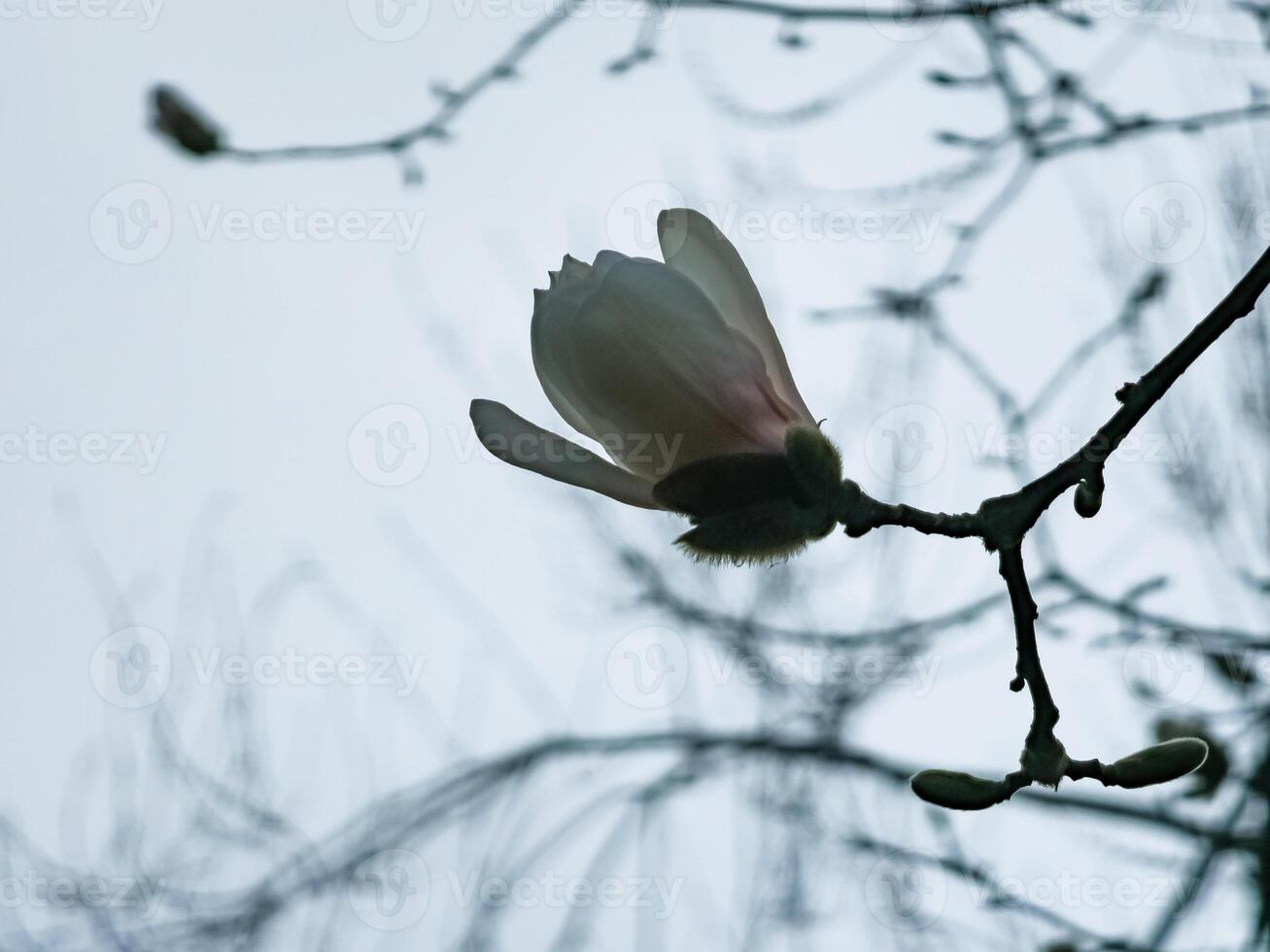 Hardy magnolia kobus is one of the first blooming magnolias photo