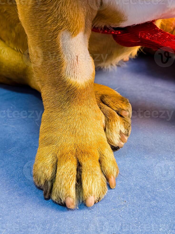 Close-up of dog's paw A dog with a catheter in its paw stands on an operating table in veterinary clinic. French bulldog undergoes treatment. photo