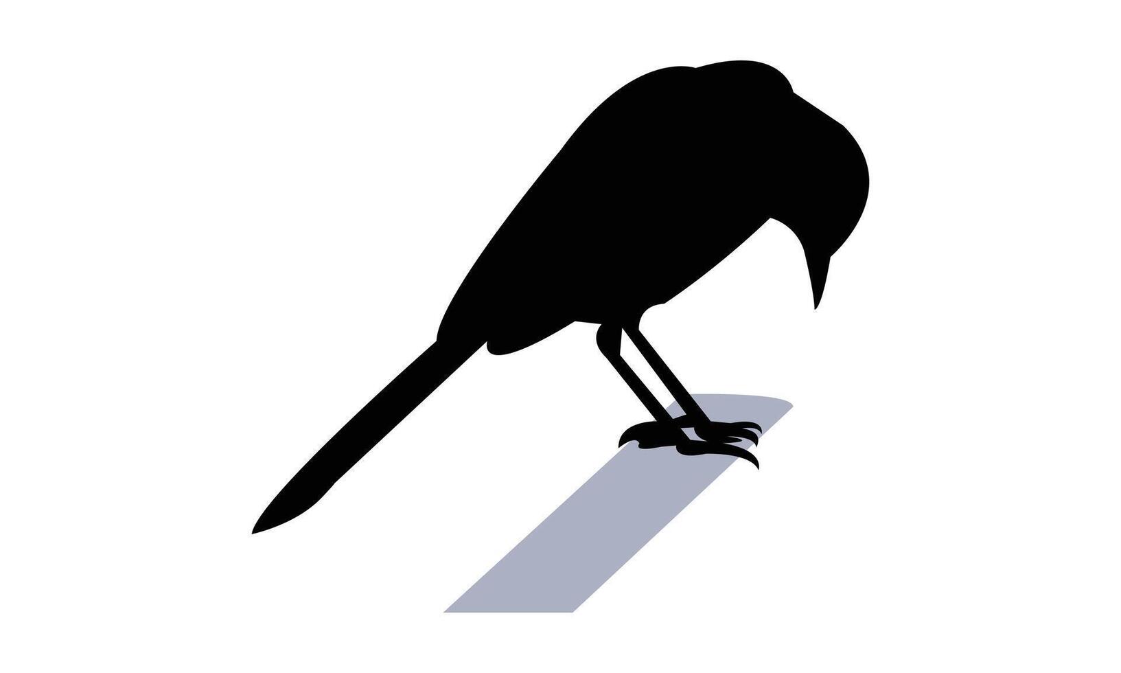 African pied wagtail bird black Silhouette vector