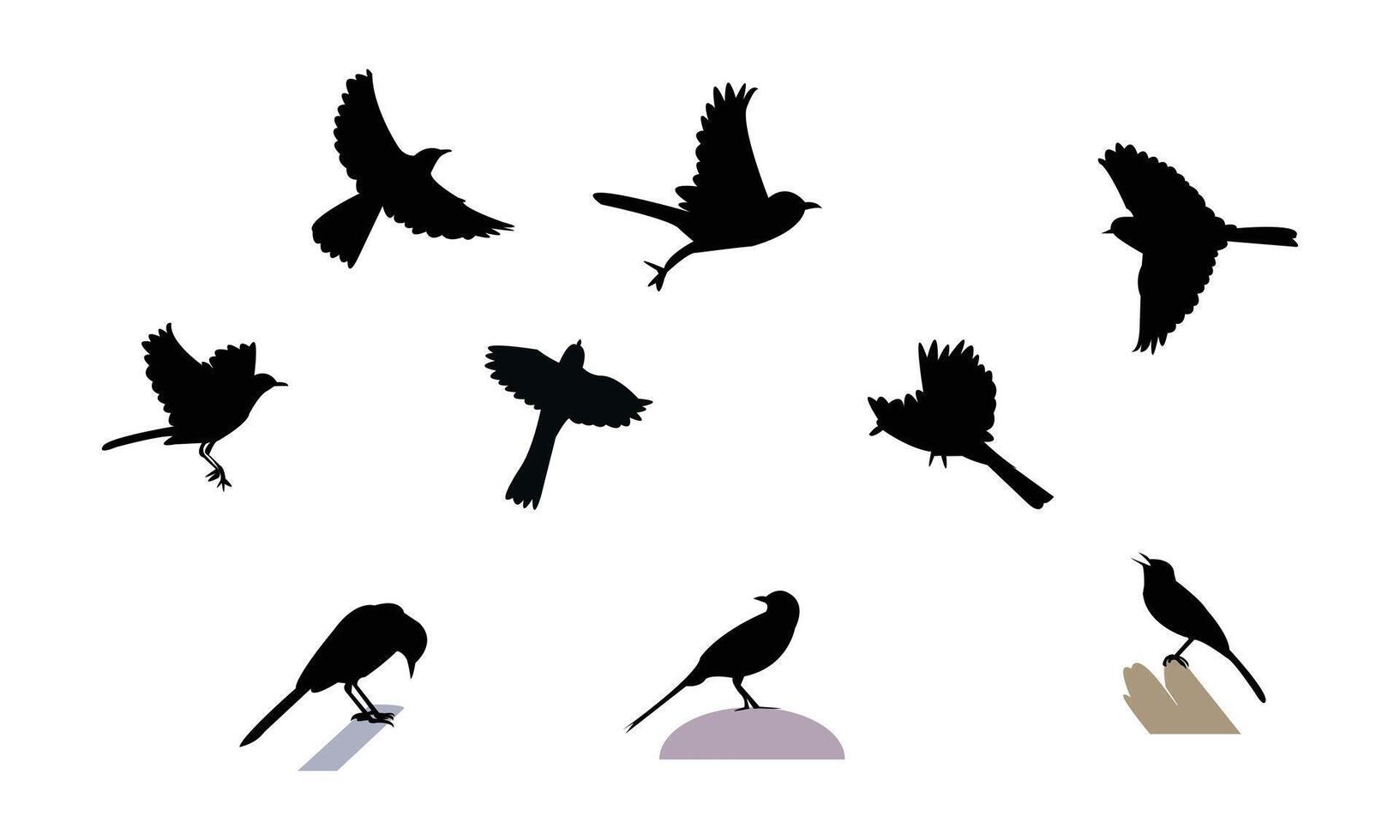 African pied wagtail bird Silhouette Collection vector