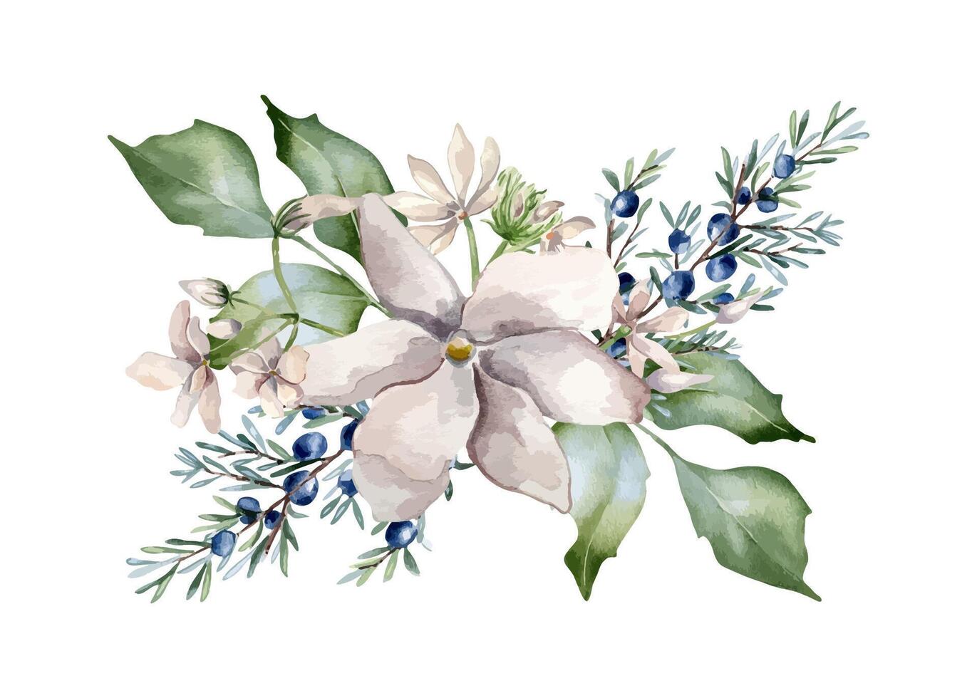Jasmine pink flowers and juniper branch watercolor illustration isolated. Floral composition in soft tones in botanical style hand drawn. Blooms and coniferous plants painted for wedding, Christmas. vector