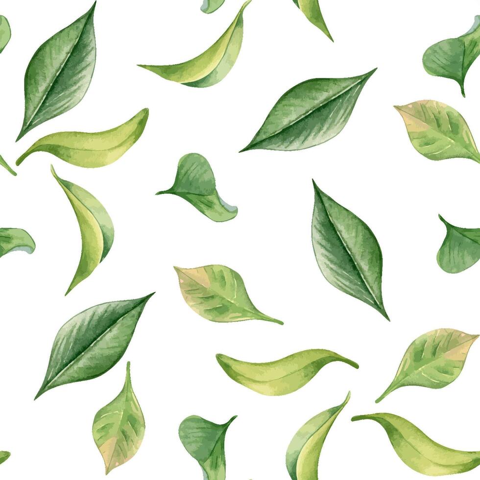 Tea leaf watercolor seamless pattern isolated on white. Green leaves botanical art hand drawn by pattern background. Greenery painted on repeated print. Foliate design for textile, package, wallpaper vector