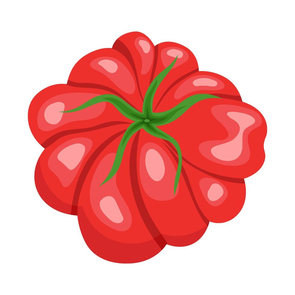 Tomato illustration by hand drawn vector
