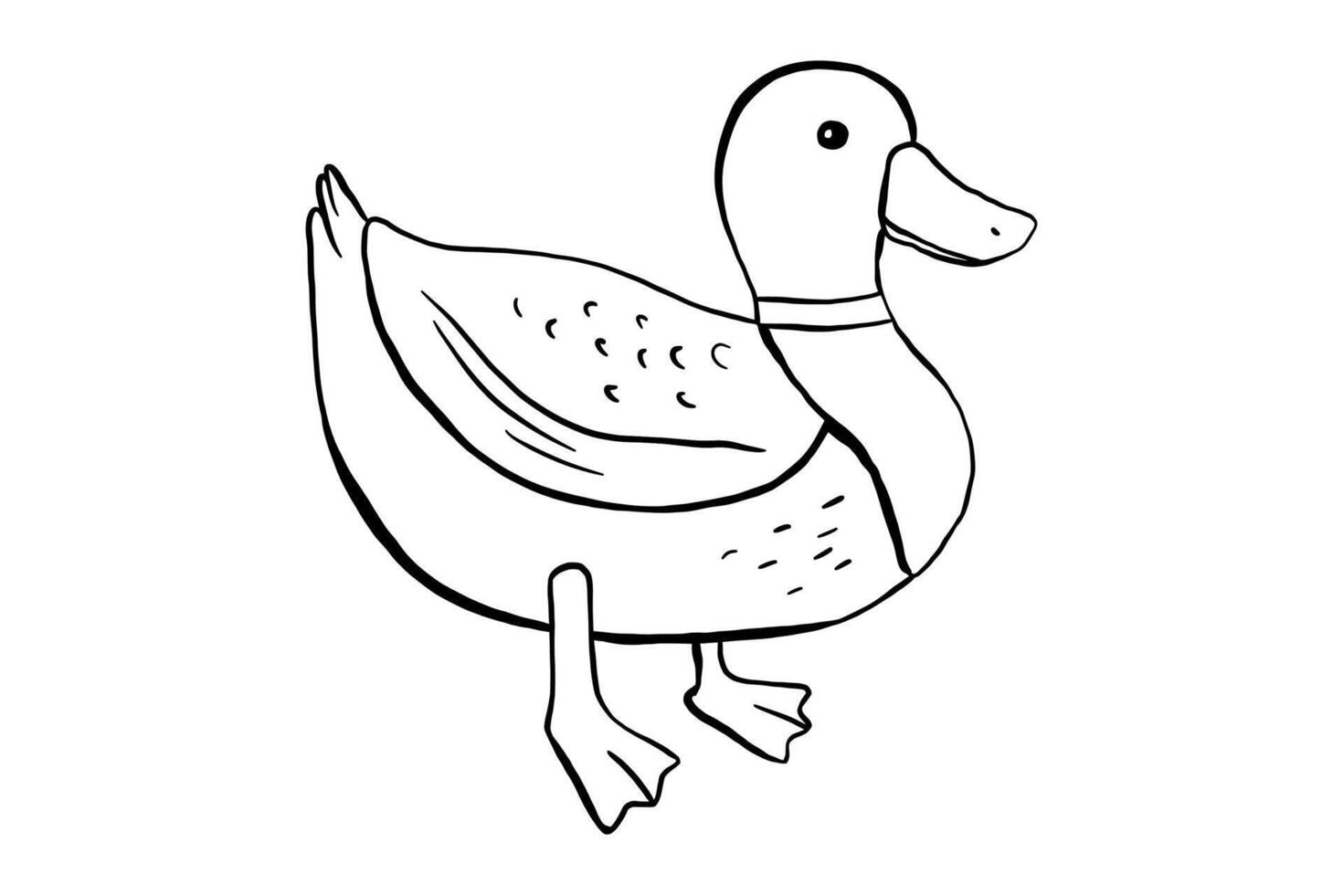 Outline standing duck. illustration of pond bird isolated on white background. Duckling doodle vector