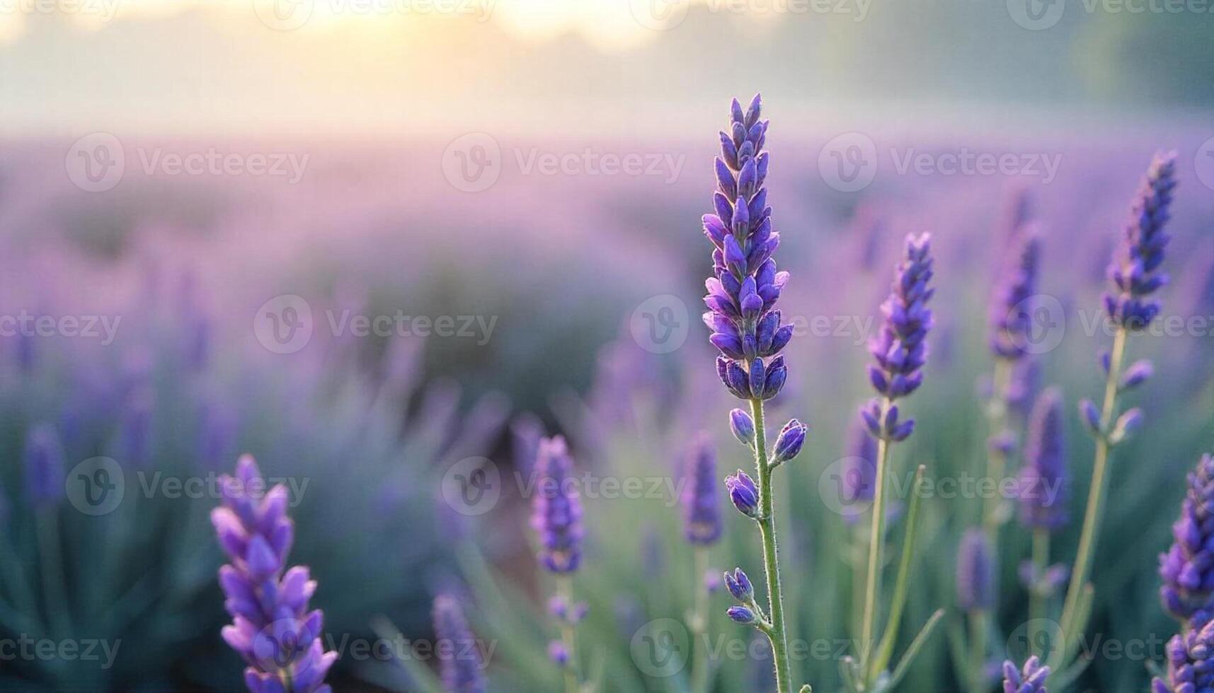 Lavender flowers in a field at sunrise photo