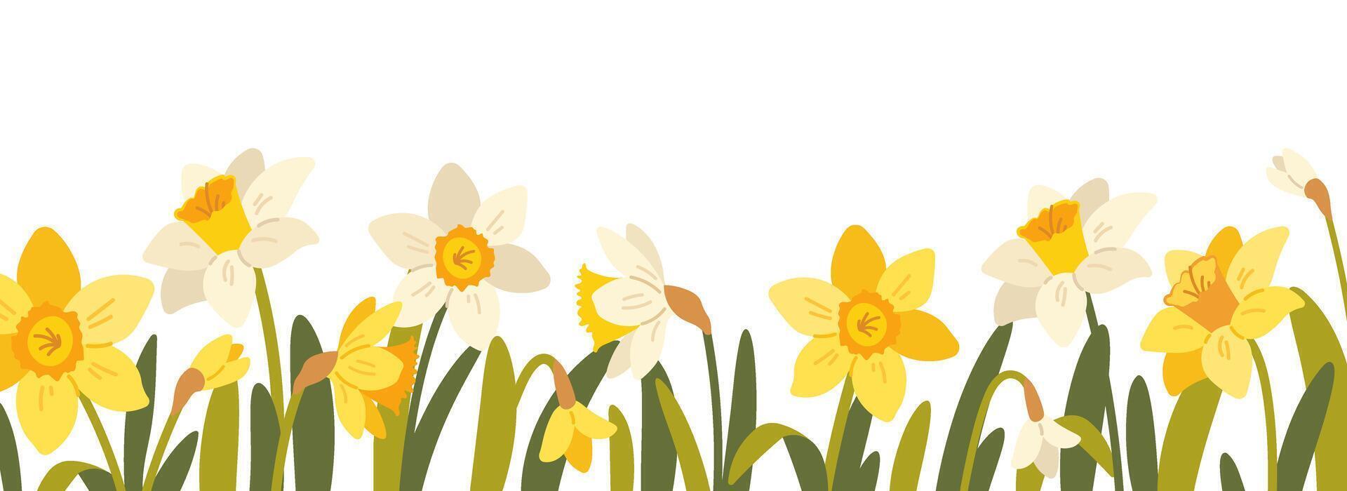 Floral frame, frame with daffodils on white background. Spring botanical pattern with flat flowers. horizontal panorama with narcissus vector