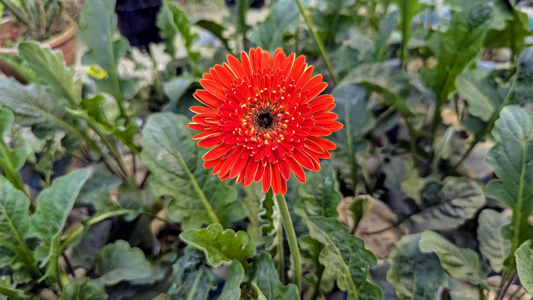 A single orange flower in a garden photo