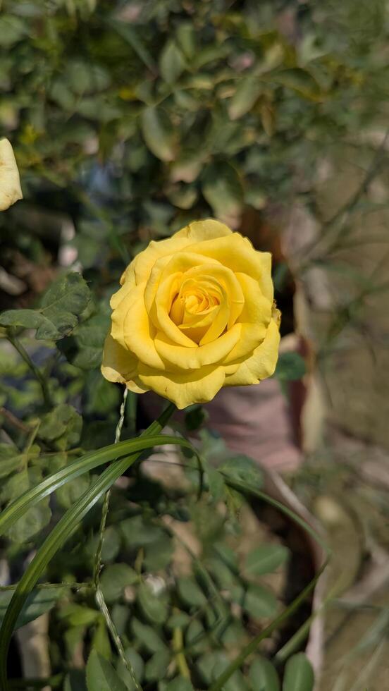 A yellow rose in a pot photo