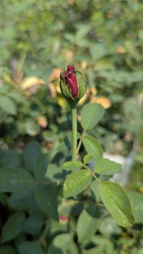 A rose bud is growing in the middle of a green plant photo
