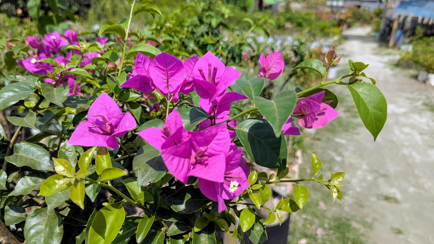 A plant with purple flowers in a garden photo