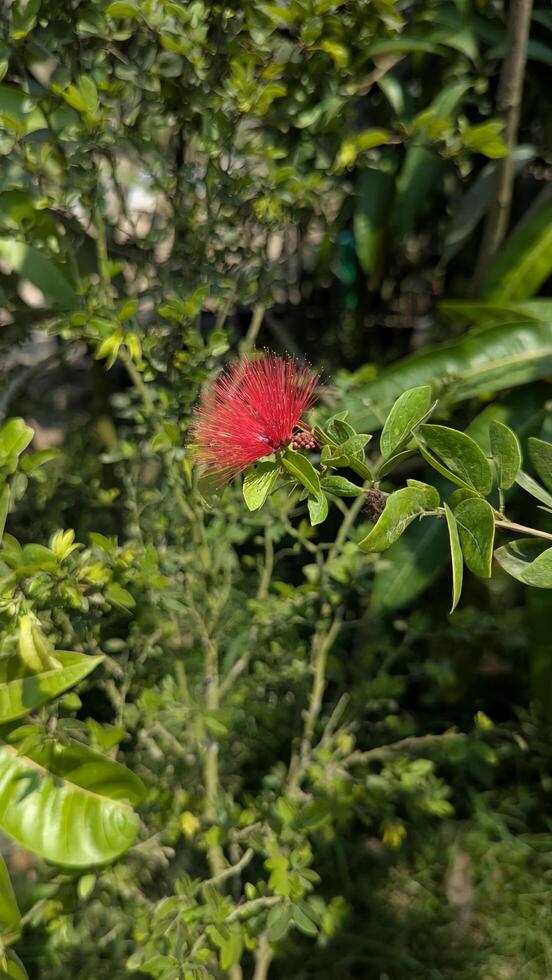 A red flower on a plant in the middle of a green area photo