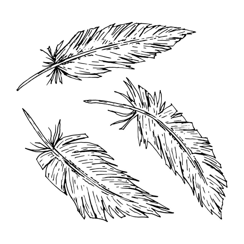 illustration of three hand drawn feathers in ink line style. Great for tribal-themed projects, boho weddings, rustic branding, ethnic accessories, textiles, nature prints, and party decor. vector