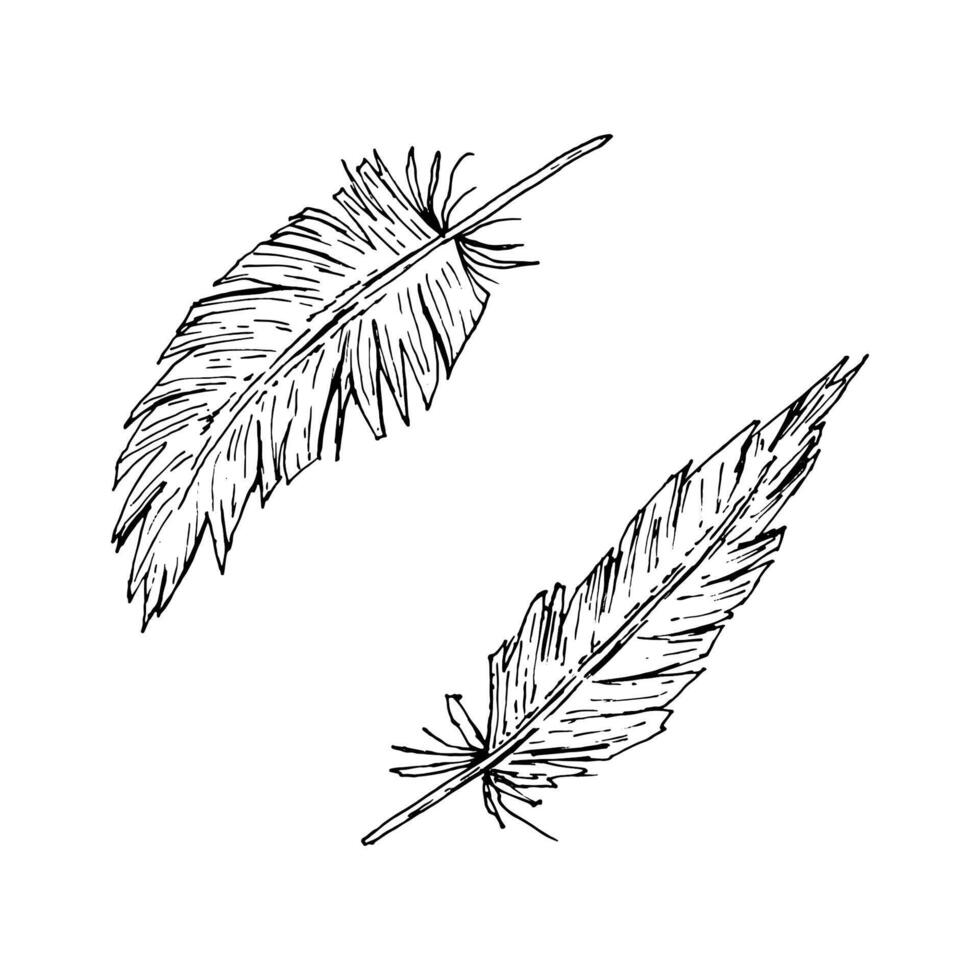 set of two hand drawn feathers in ink line art style. Suitable for wild west themes, tribal party decor, boho wedding design, natural textile prints, native crafts, or rustic branding. vector