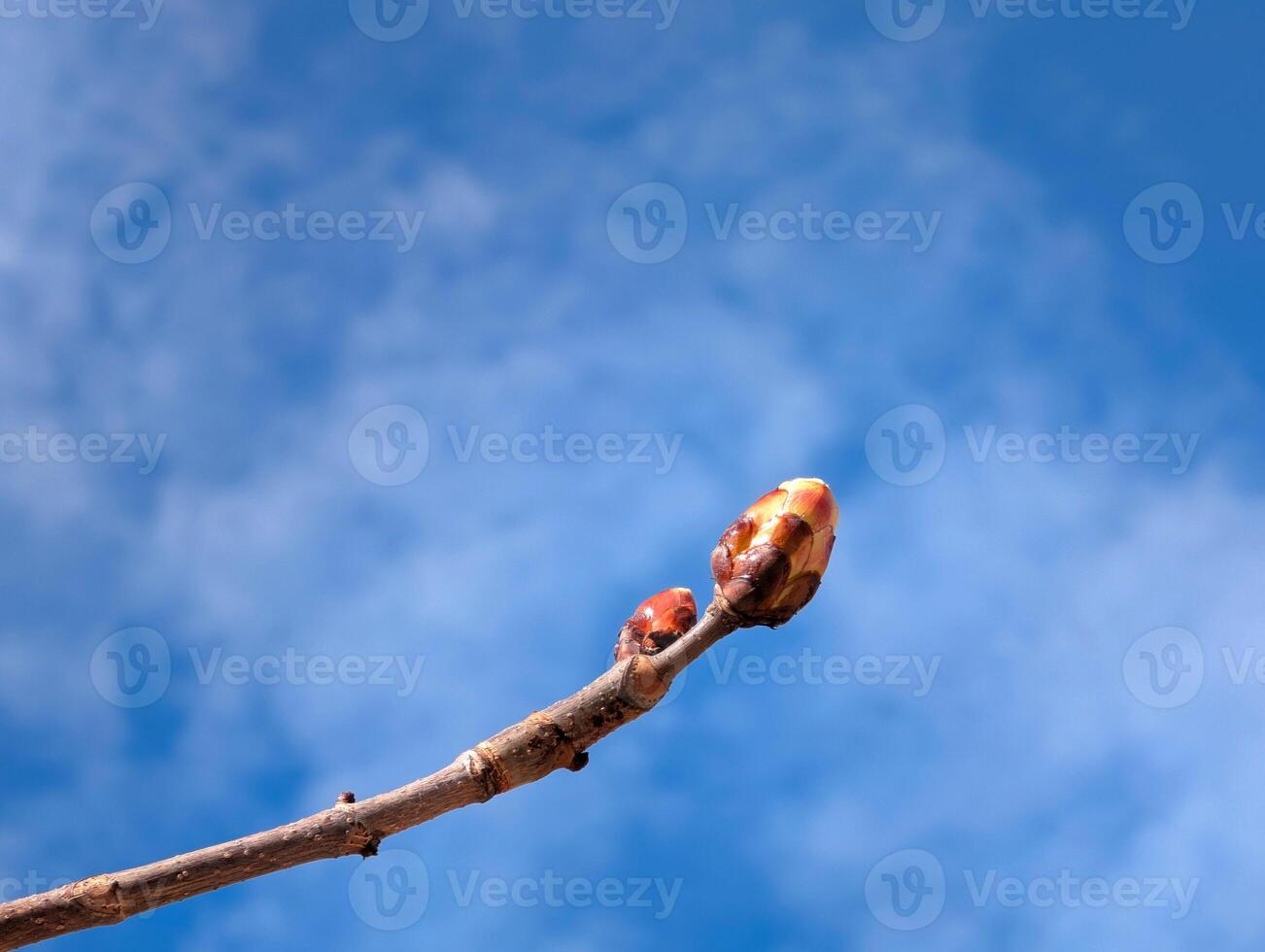 Beautiful blossoming tree branches photo