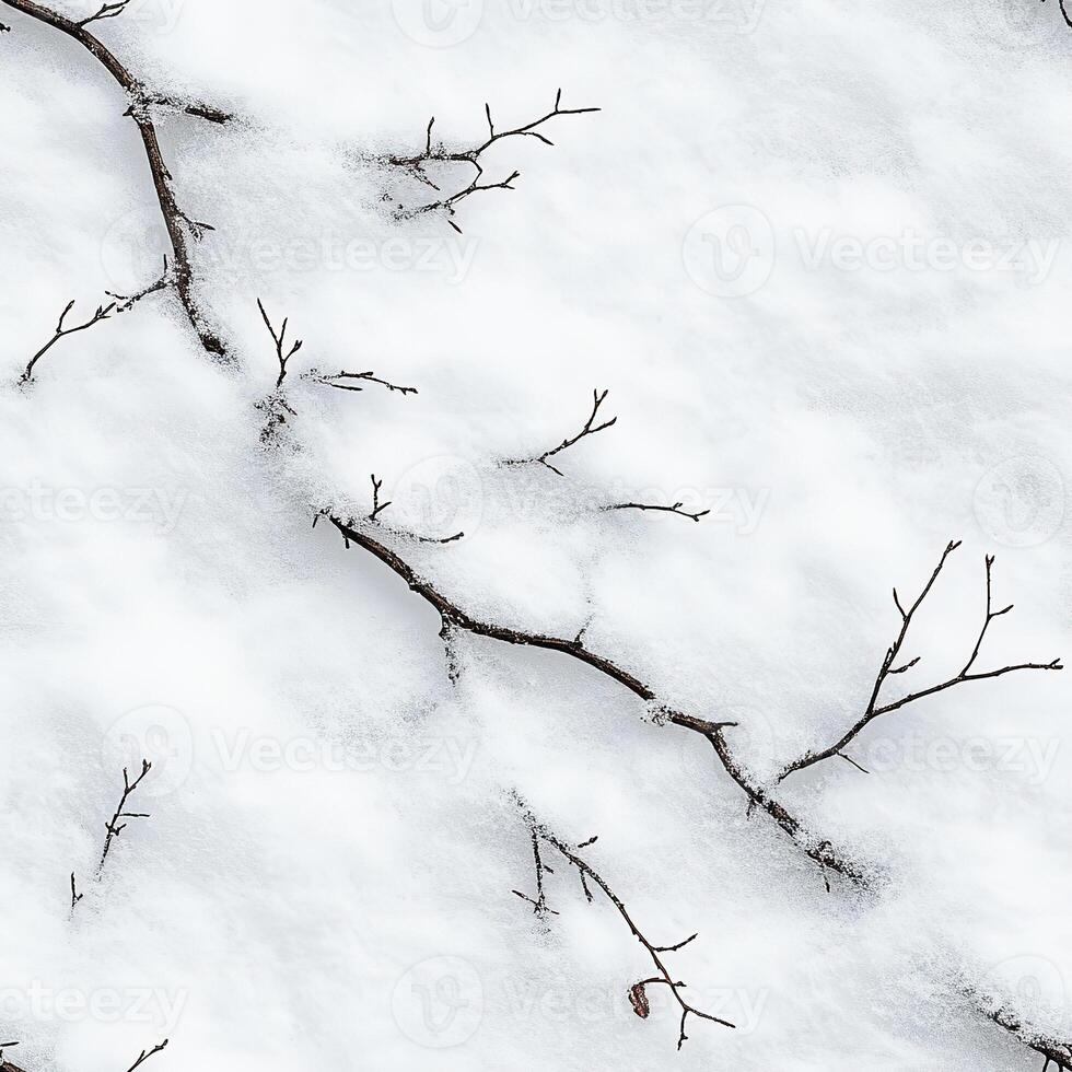 A snow covered branch with no leaves photo