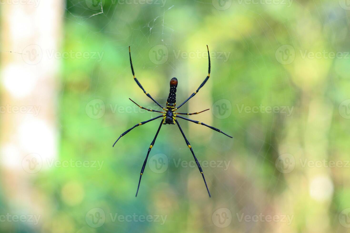 a spider in the web in the wild indonesia photo