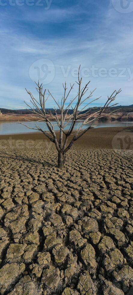 Dry tree with all the ground cracked, catalunya photo