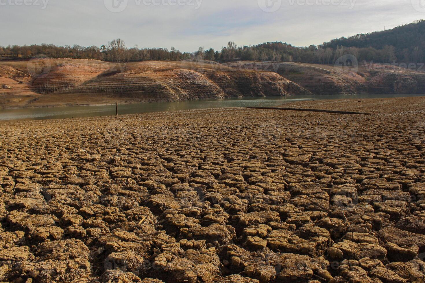 Swamp in Sau reservoir, Vilanova, Catalonia, Spain photo