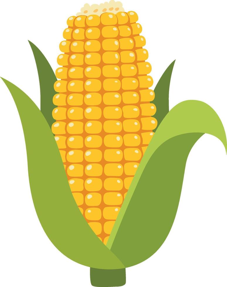 Fresh corn on the cob vector