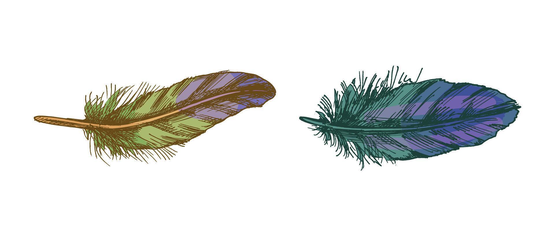 Vintage bird feathers hand drawn sketch illustration set vector