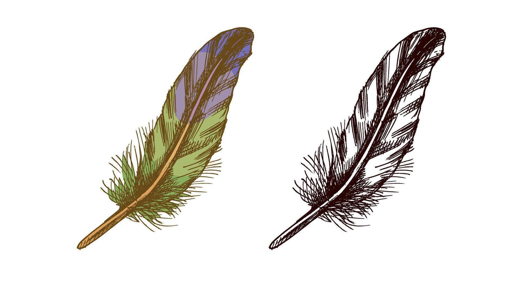 Vintage sketch of colored and black detailed bird feather with texture vector