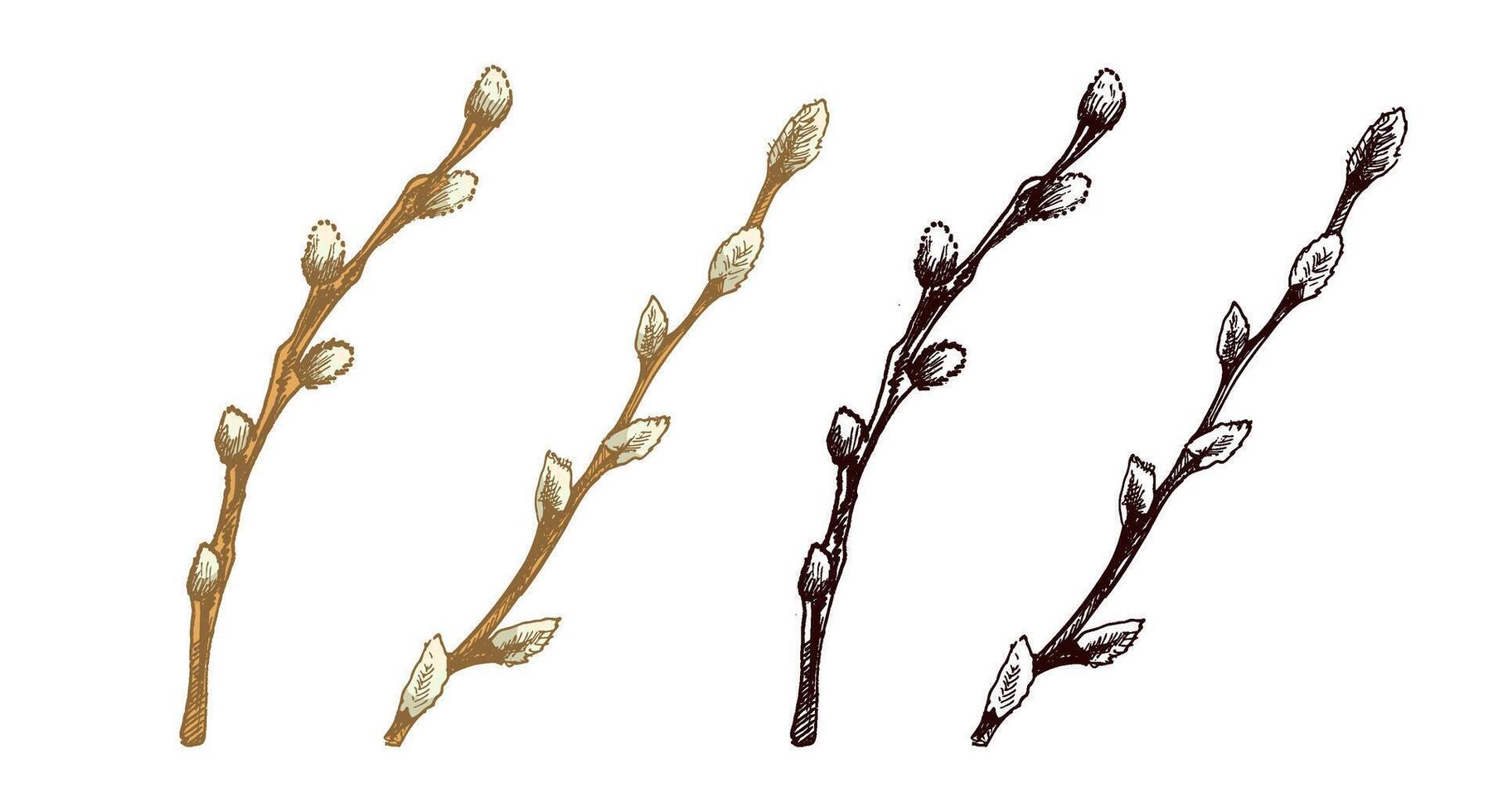 Hand-drawn black and colored vintage sketch set of an Easter willow branch with buds vector