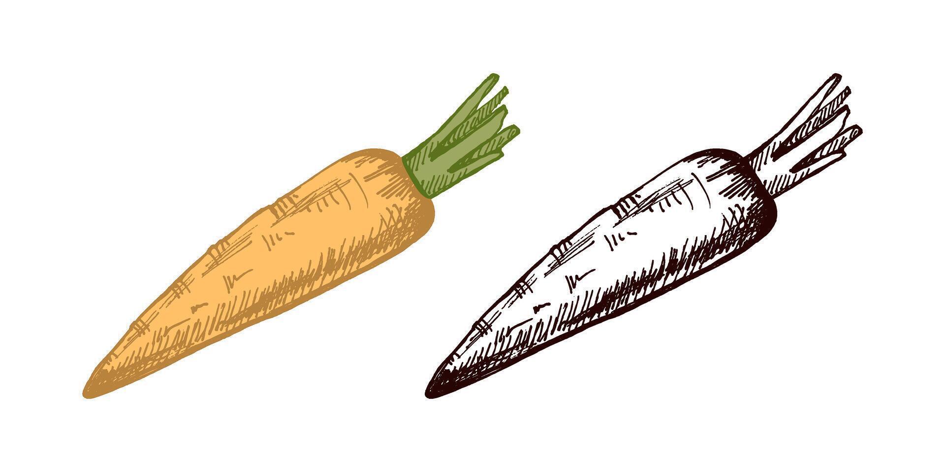 Hand drawn colored and black vintage sketch of a rustic carrot with texture vector