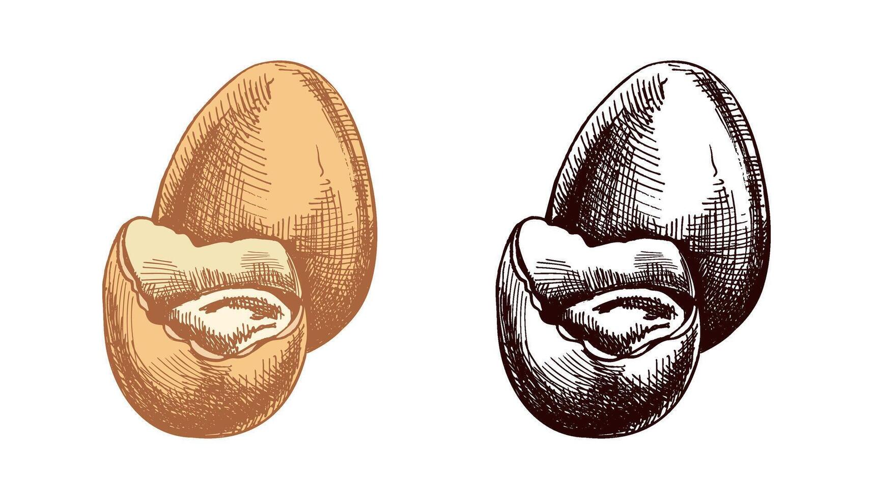 Hand drawn colored and black vintage sketch of an Easter egg with broken shell vector