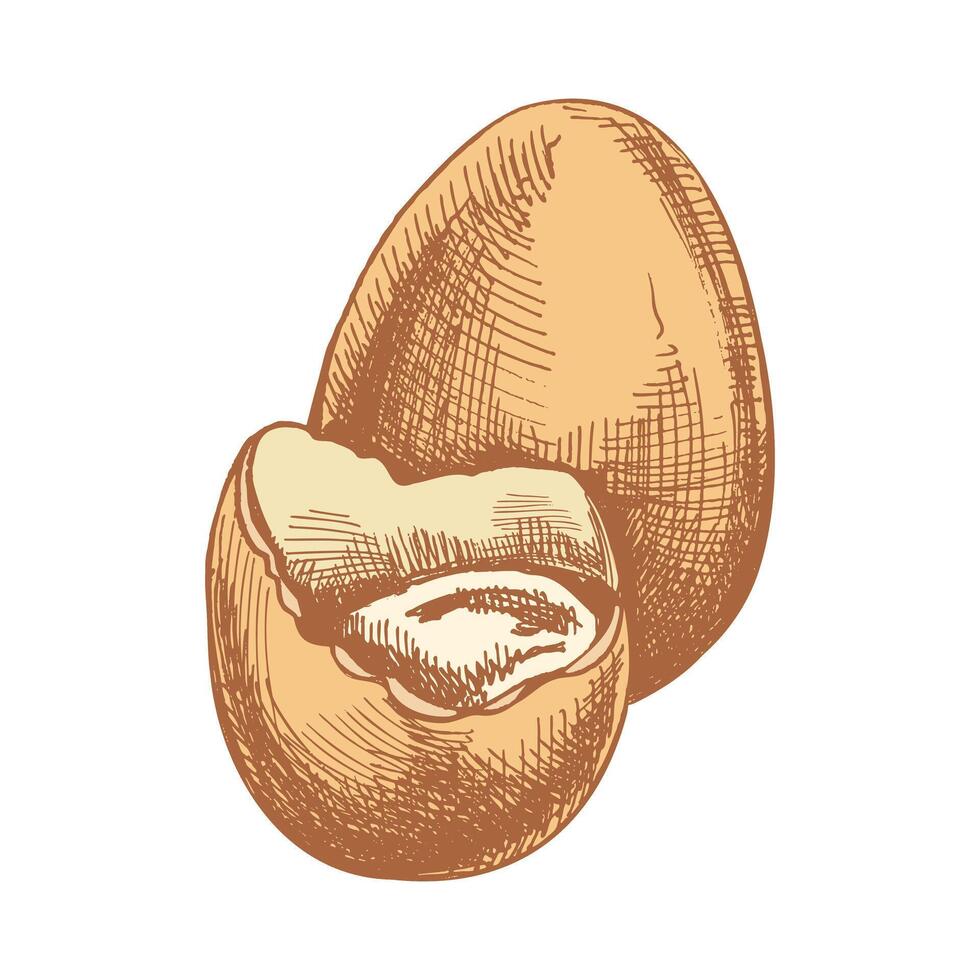 Hand drawn colored vintage sketch of an Easter egg with broken shell vector