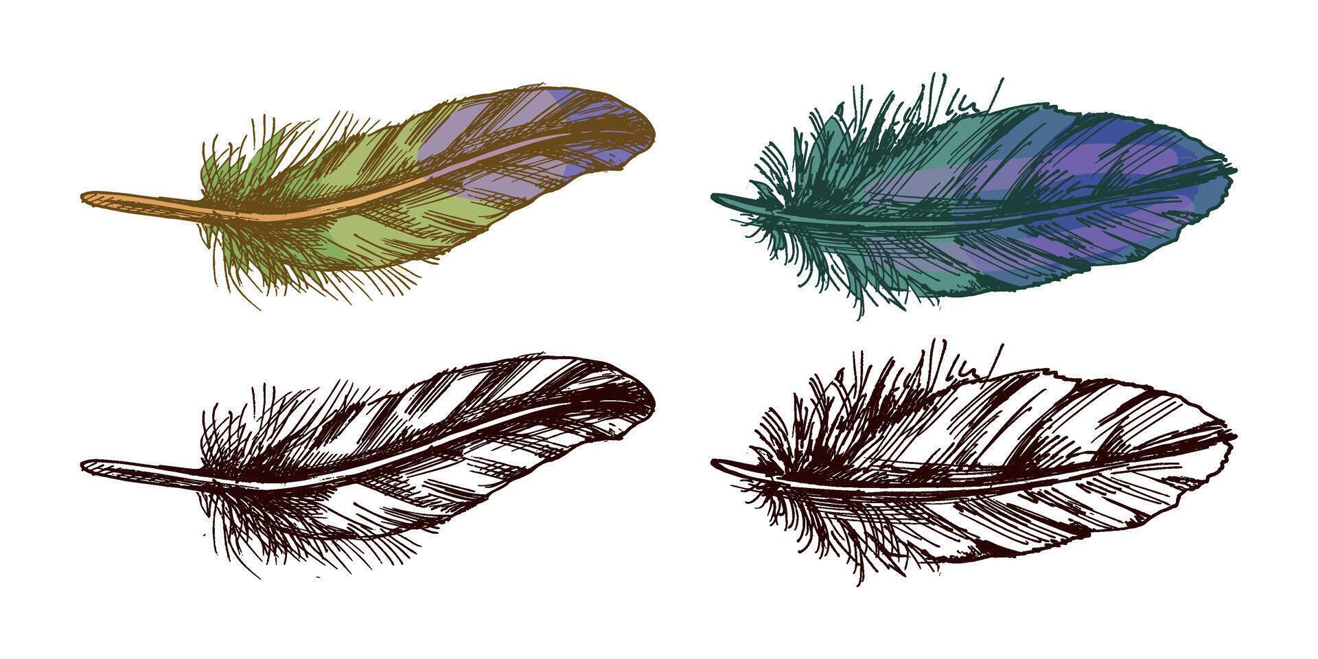 Vintage bird feathers hand drawn sketch illustration set in colored and black vector