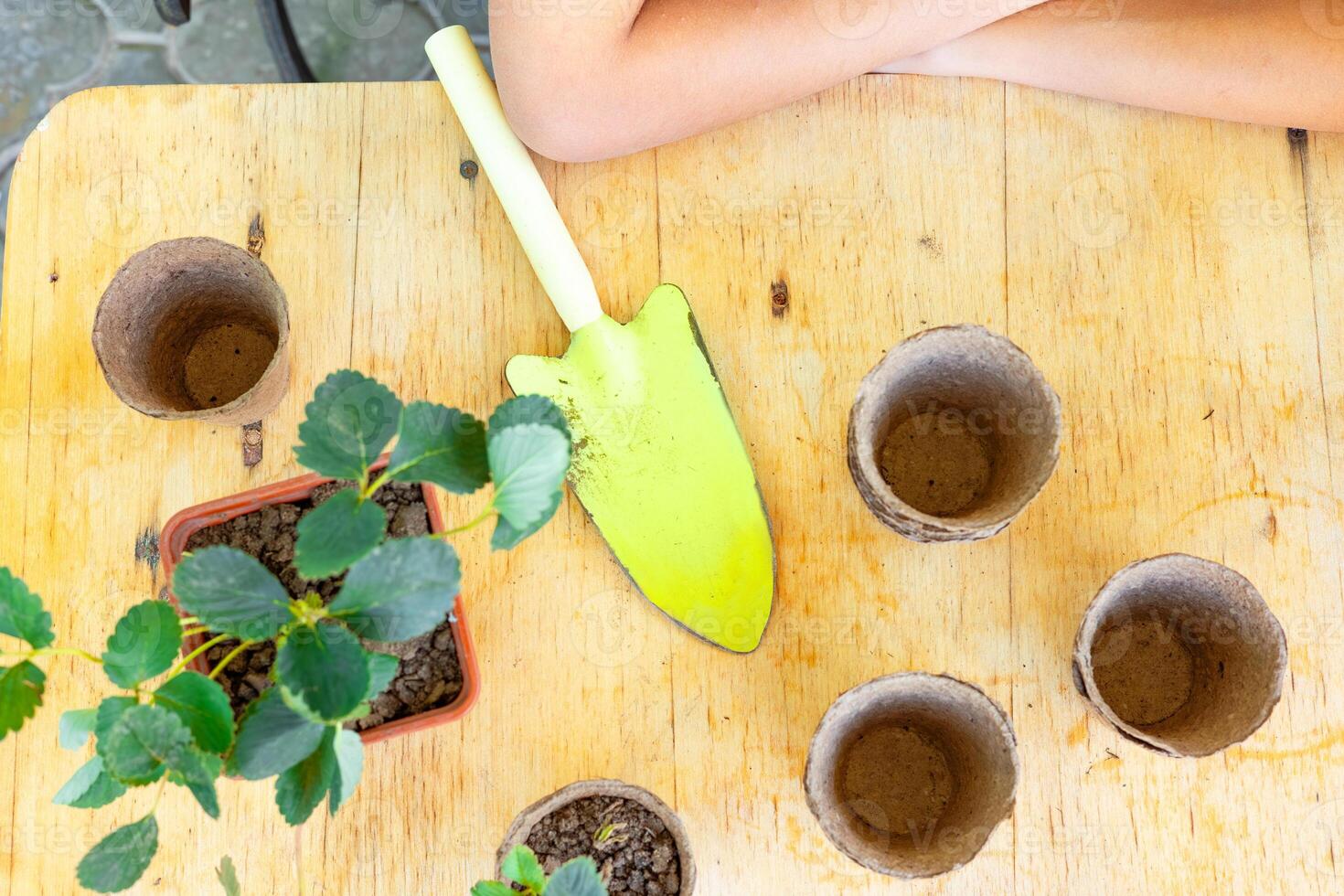Top-down view of a gardening scene with biodegradable pots, a green trowel, and a strawberry plant on a wooden table. The hands of a young gardener are visible, suggesting preparation for planting. photo