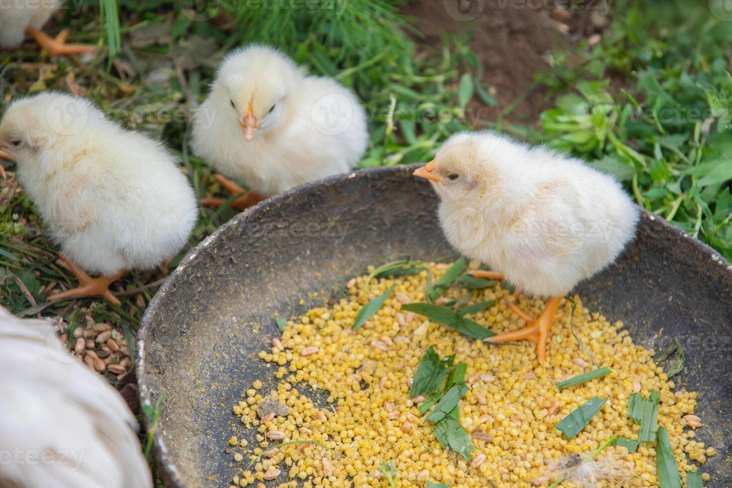 Three fluffy yellow newborn chicks are pecking wheat grains and blades of grass from a bowl placed on the ground outdoors, surrounded by greenery photo