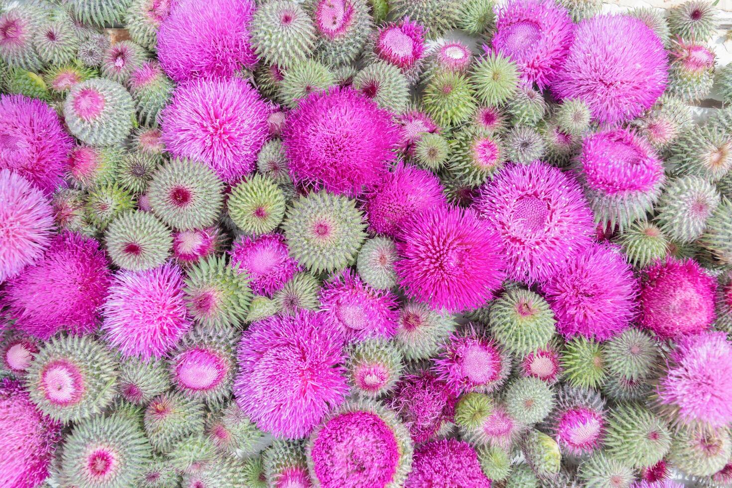 natural floral carpet of purple thistles, a fluffy background of soft green buds and open flower heads with spiky leaves, photo
