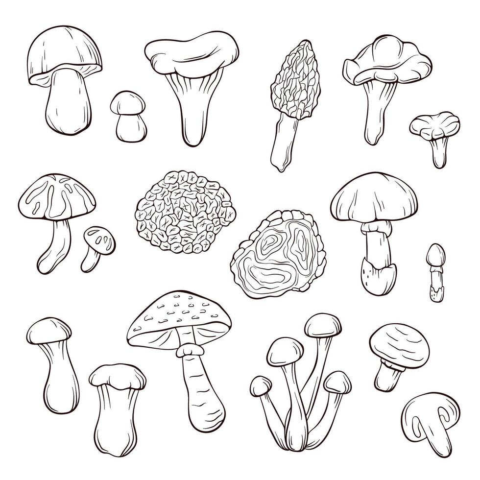 Edible mushroom set in line art style. Forest food plant outline drawing. Perfect for recipe, menu, label, icon, packaging. Isolated on a white background. vector