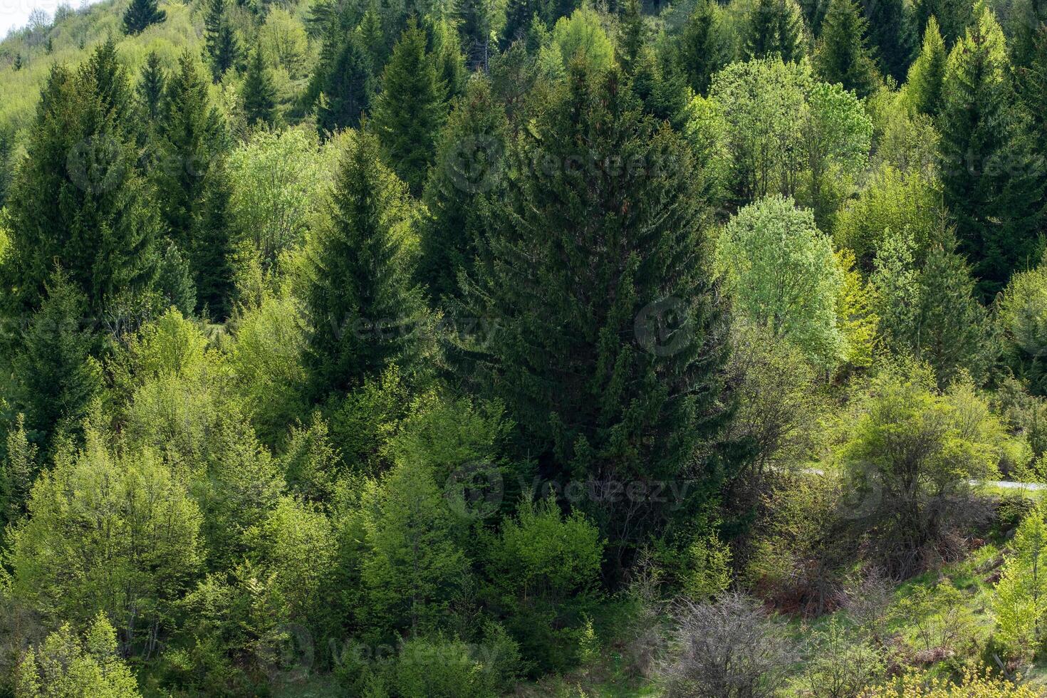Lush green forest with tall evergreen trees and deciduous undergrowth photo