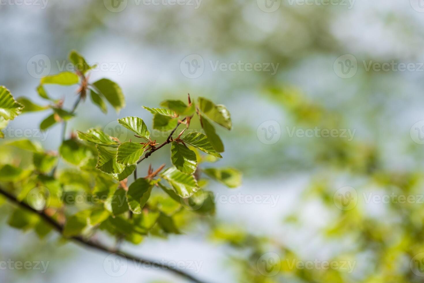 Fresh spring leaves on a tree branch bathed in sunlight photo