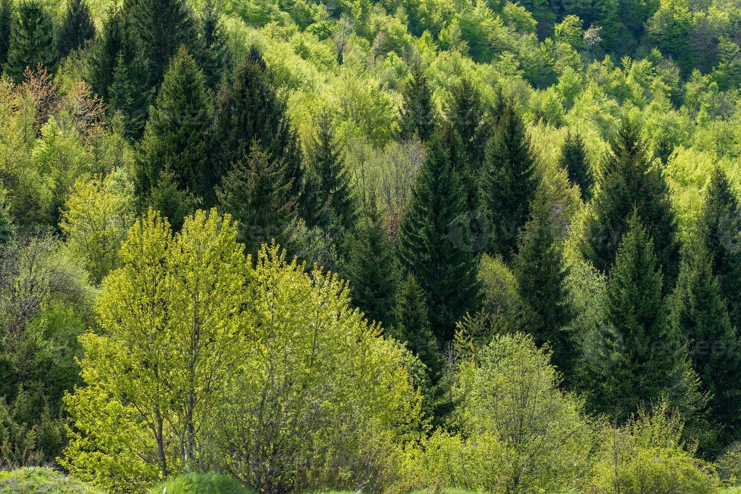 Lush green forest with tall evergreen trees and vibrant deciduous foliage photo