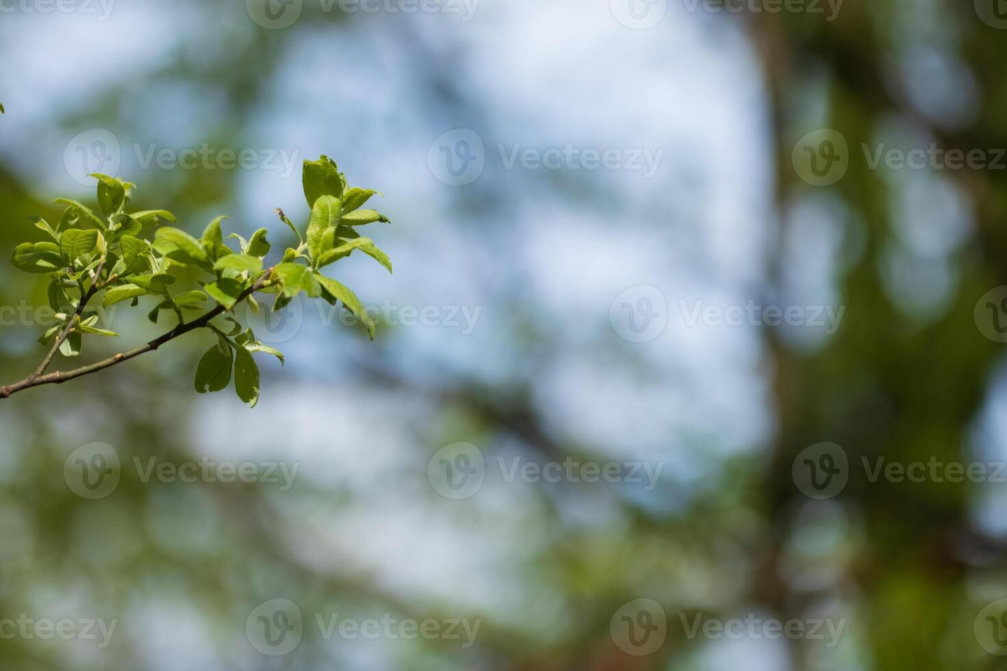 Fresh leaves sprout on a branch against a blurred background of trees and sky photo