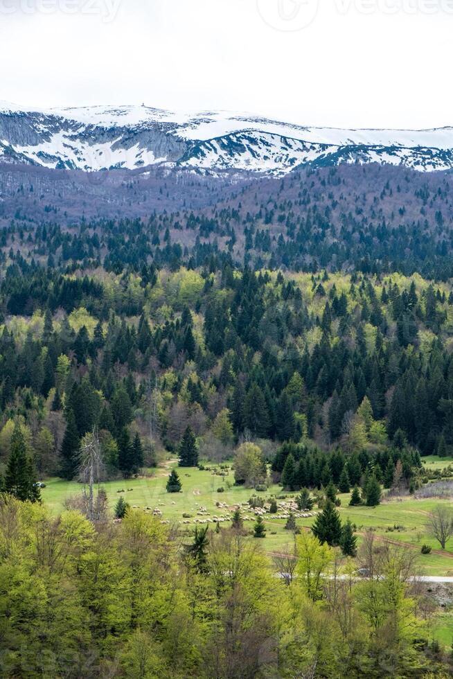 A flock of sheep grazes in a lush green valley nestled beneath snow capped mountains photo