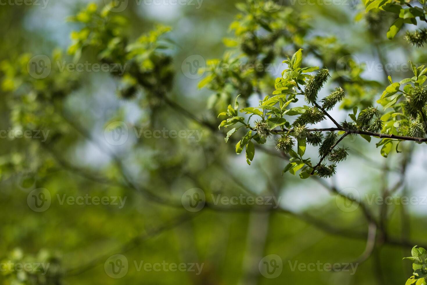 Fresh spring leaves and catkins on a tree branch photo