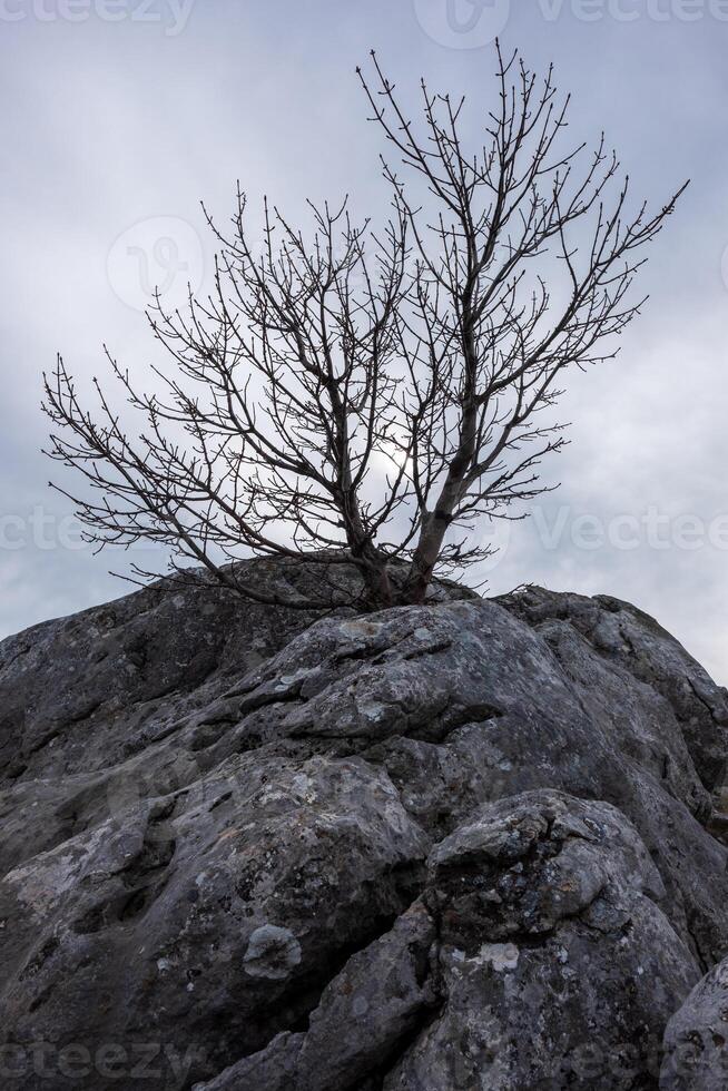 Leafless tree clinging to a rocky outcrop against a muted sky photo