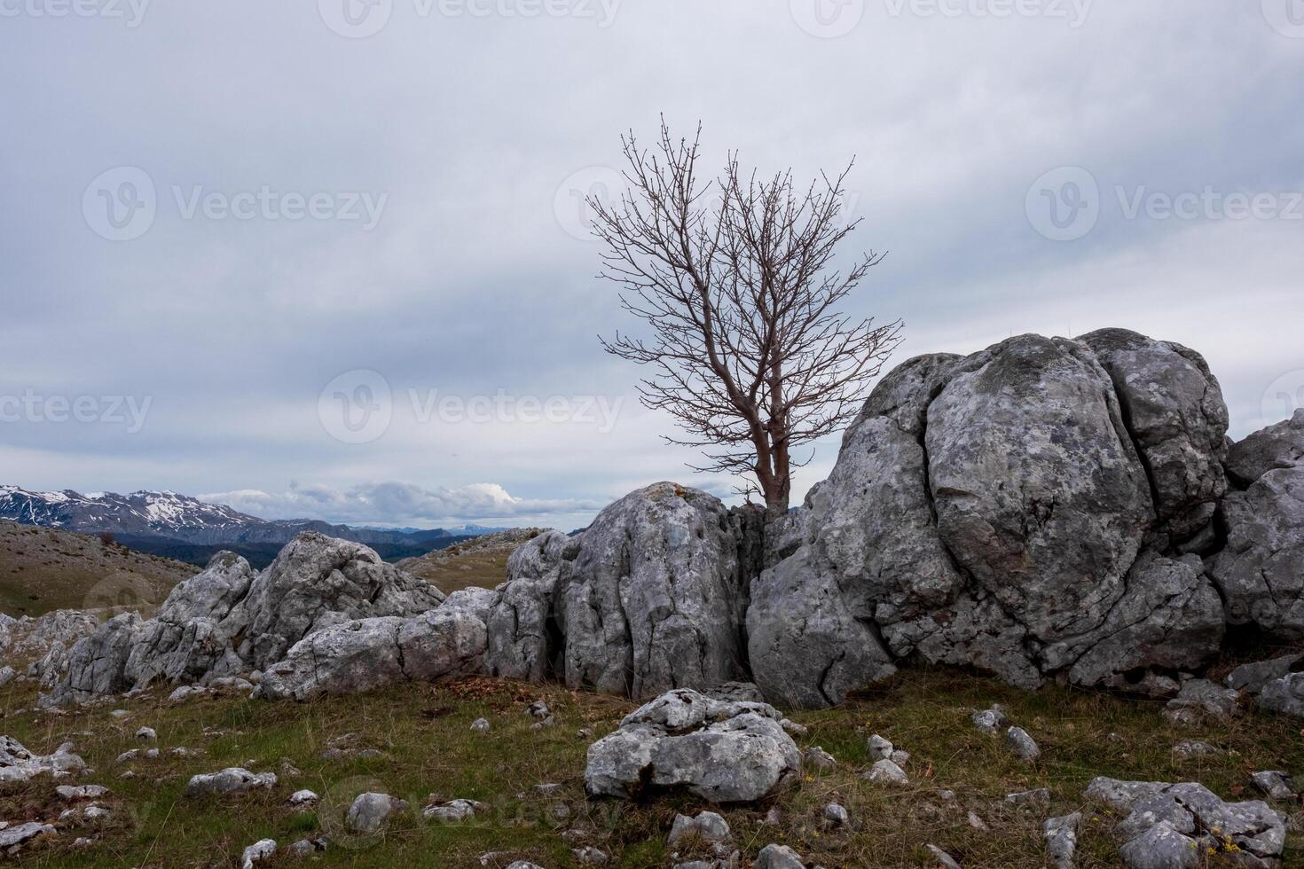 Lone tree amidst rocky landscape and distant mountains under a cloudy sky photo