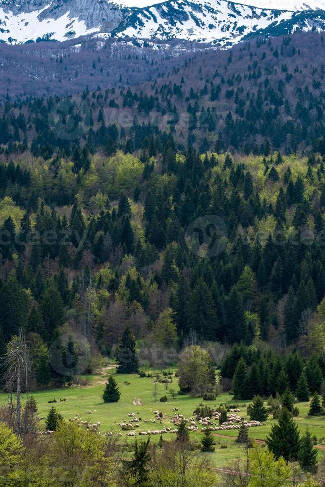 A flock of sheep grazes in a lush green valley nestled amongst a dense forest and snow capped mountains photo